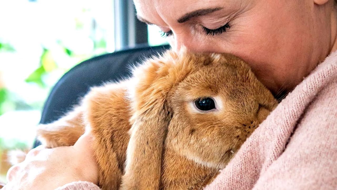 Kids got bored of this bunny. So she lost her family.