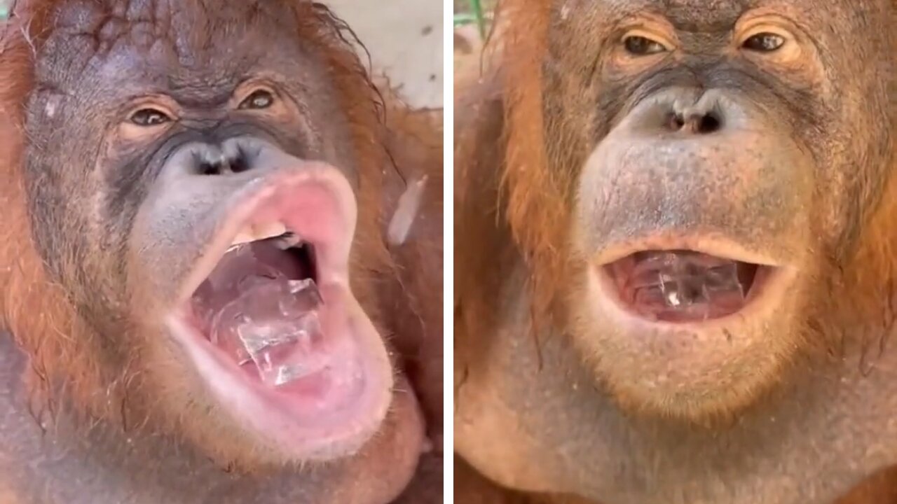 orangutan eating Ice Funny Animal Video