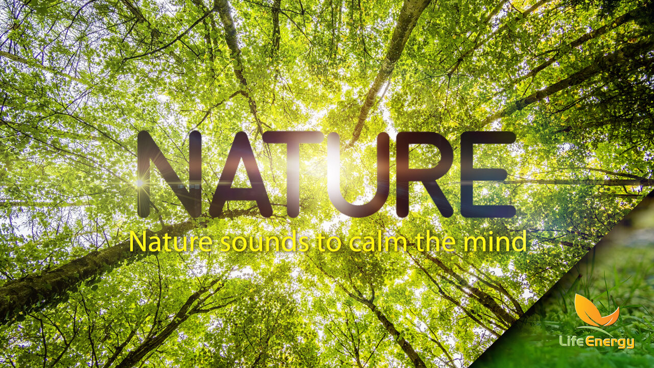 Nature sounds to calm the mind | Nature | Tree Top