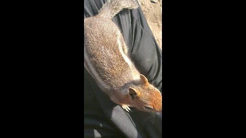 Chipmunk Close Encounter