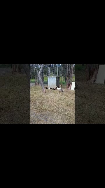 Ducklings are out , I think they are going to be ok