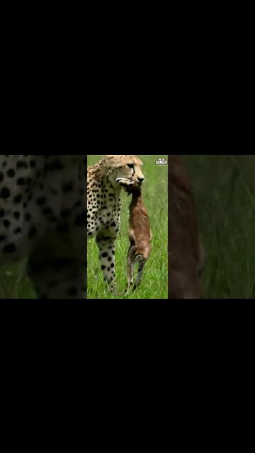 Cheetah Caught A Baby Gazelle | Saturday #shorts