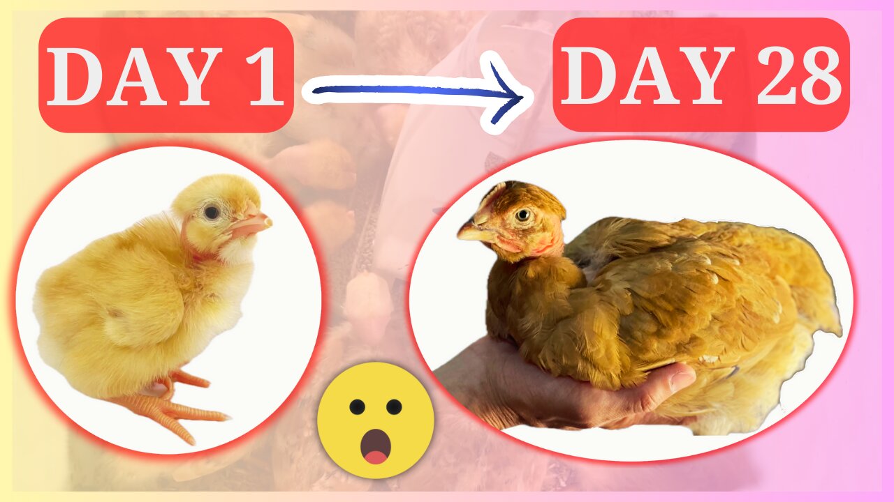 28 days brooding turken chicks || Claire and Leo || 1