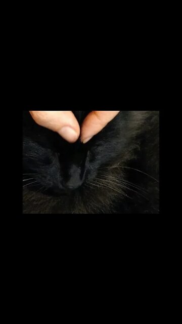 Proper Technique to Massage a Maine Coon's Sinuses
