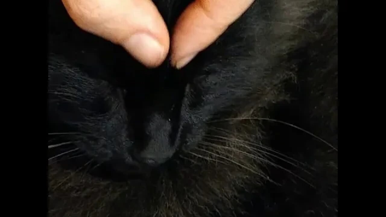 Proper Technique to Massage a Maine Coon's Sinuses