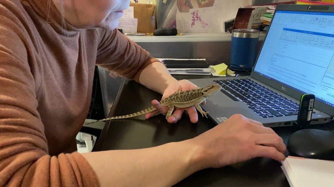 Emet our Bearded Dragon First Visit Outside his Habitat!