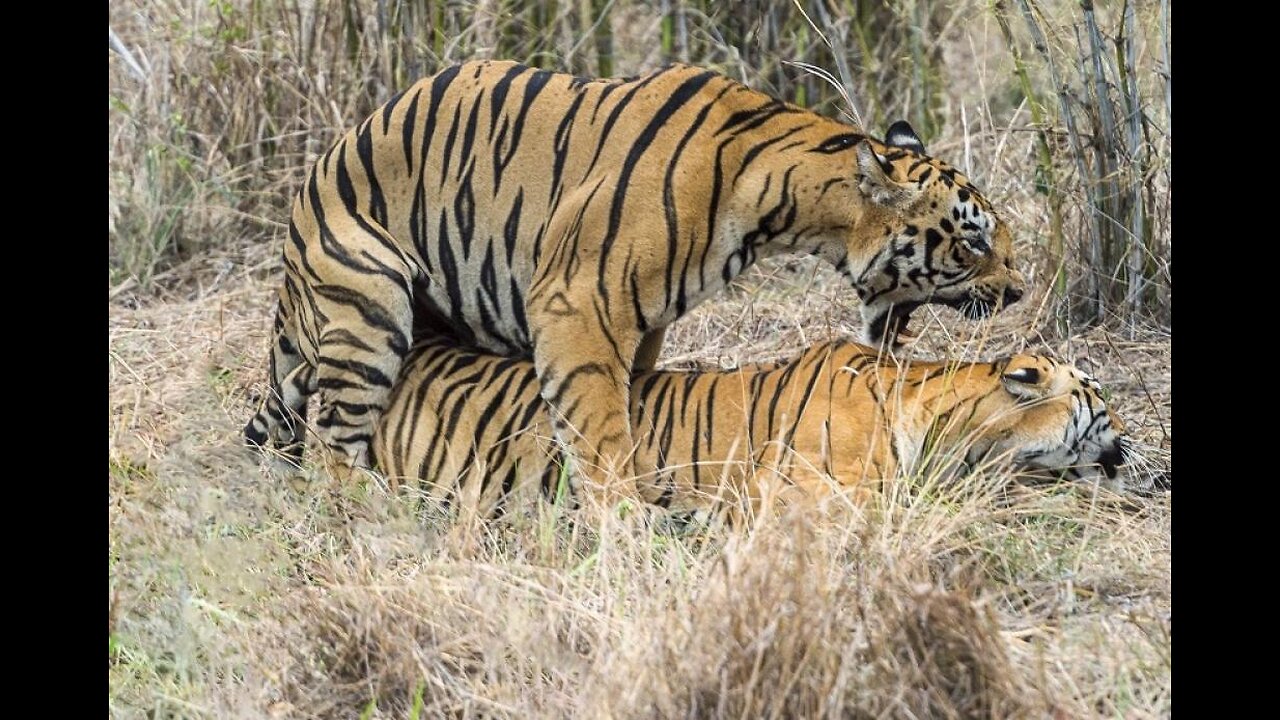 Tiger Mating and enjoy