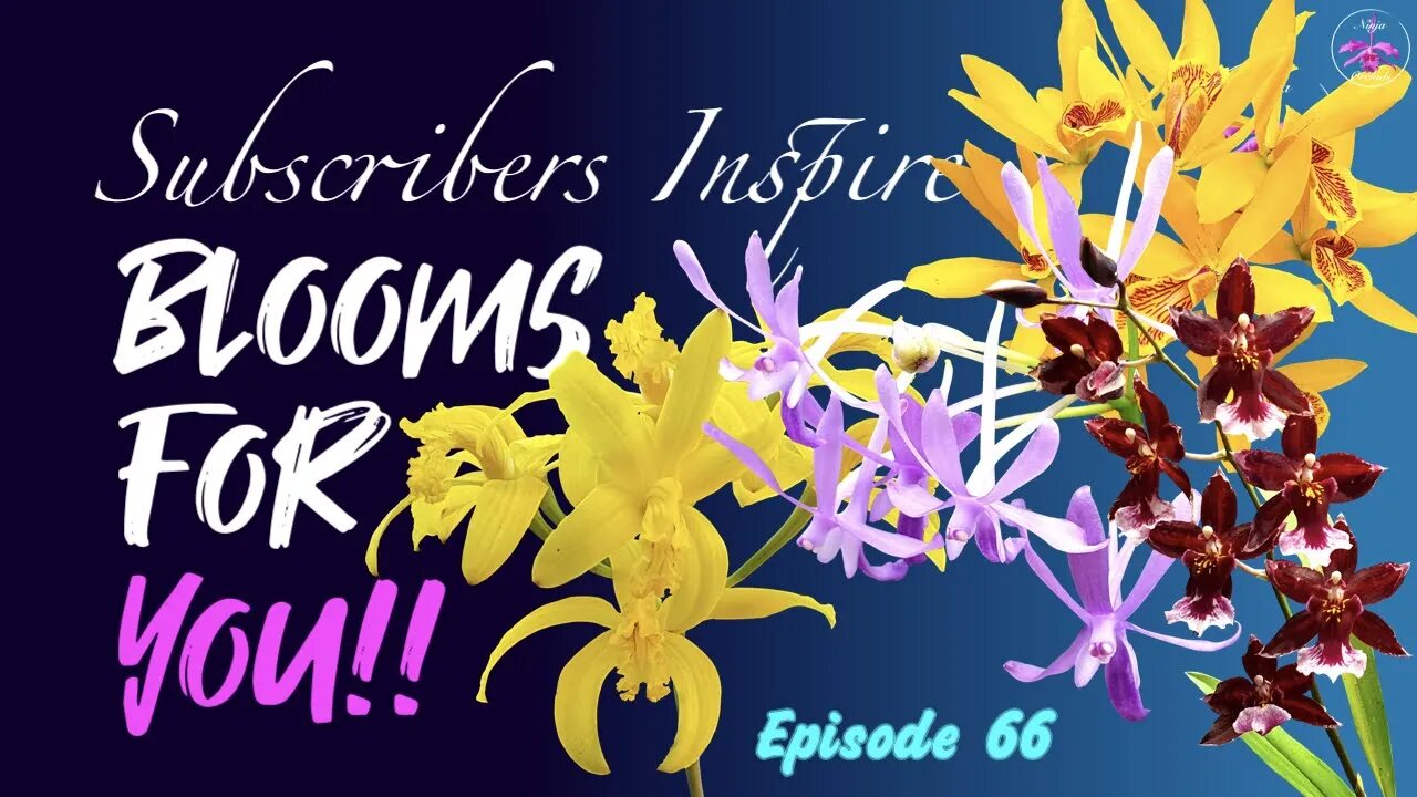 SUBSCRIBERS INSPIRE| You color my life | Blooms for YOU! Episode 66 🌸🌺🌼💐#Orchids #OrchidsinBloom