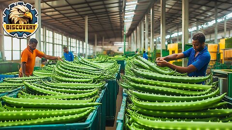 How Aloe Vera Gel is Made on a MASSIVE Scale