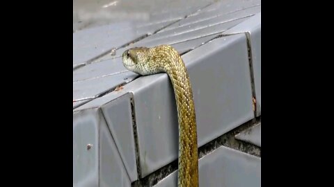 You won't believe what you will see how a snake climbs into the walls of the house
