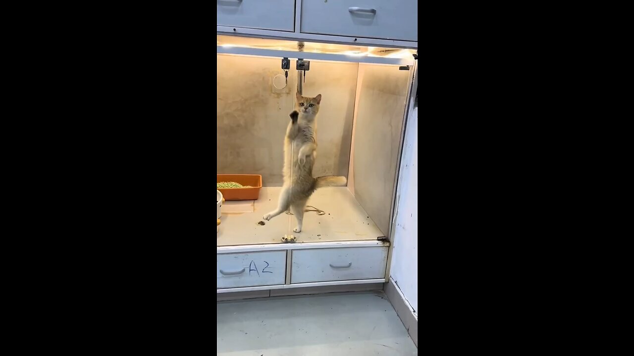 Just a cat