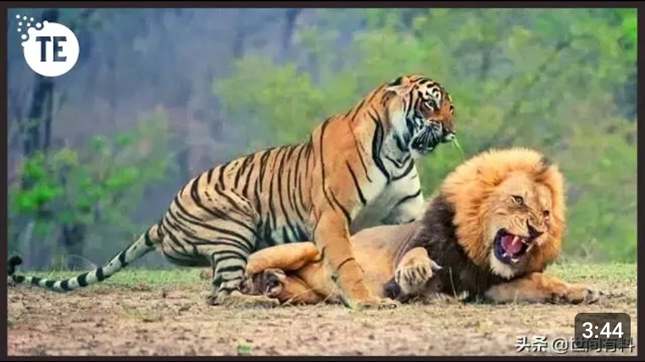 What Happens When Male Tiger & Female Lion Mate!