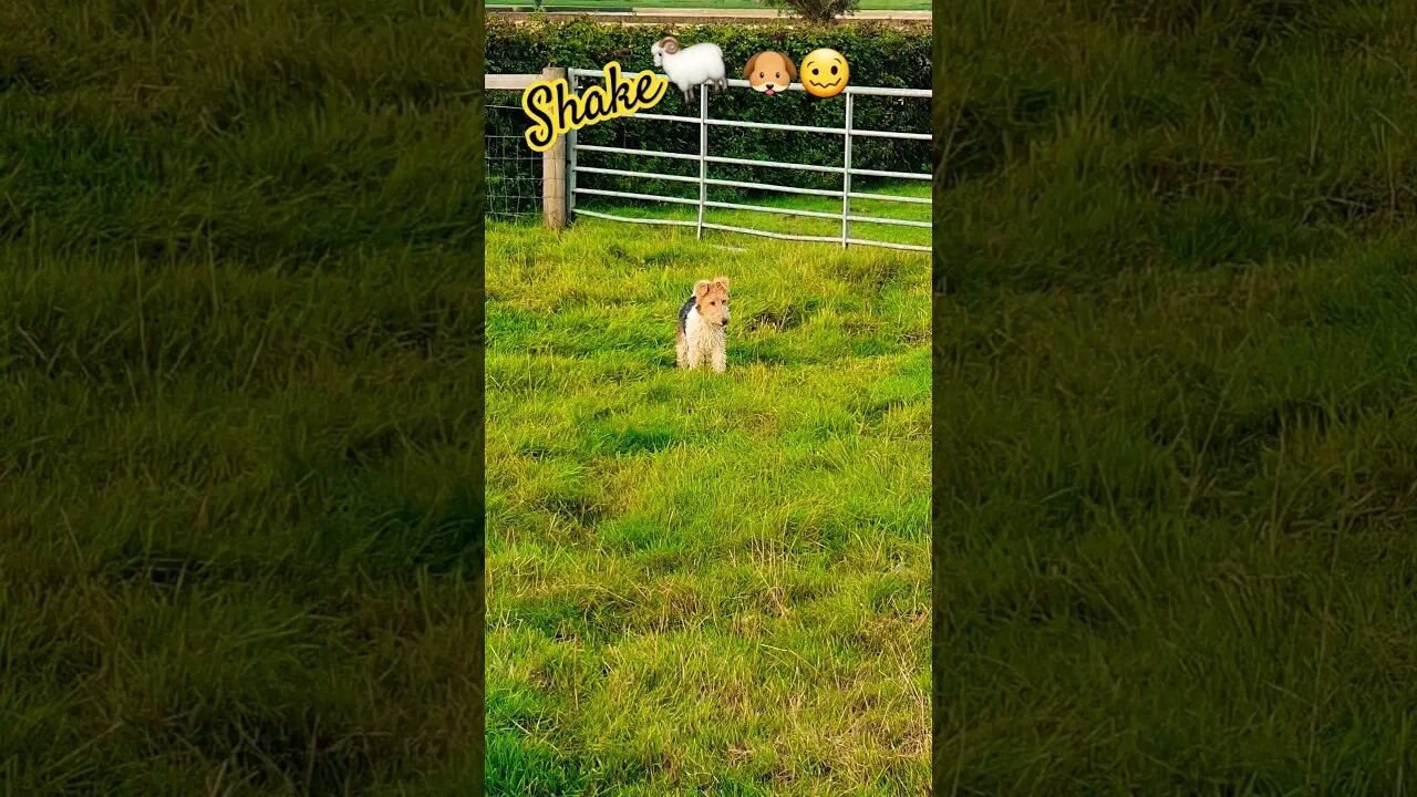 Shake🐏🐶🥴 #goat #goats #goatfarming #dog #doglover #sholay #mehbooba #nature #naturelovers #farmland