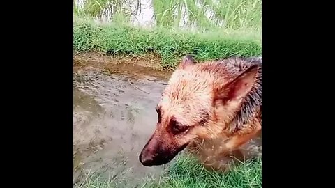 water fresh dog #rudrakrishna #ytshorts #dog #doglover #trending