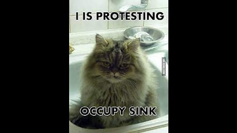 Funny cat videos | Cat protest | #shorts cat funny videos 😅😅