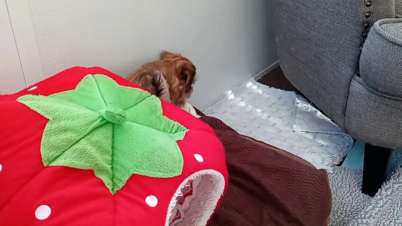 J Litter - 5.5 weeks (1)