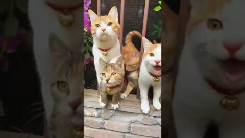 funny cat videos | cute cat videos| cute animals funny cats #shorts #shortsfunny #cutecat #funnycat