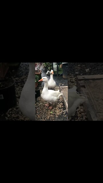 Pilgrim geese checking me out