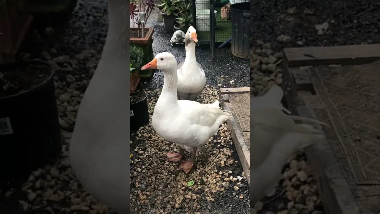 Pilgrim geese checking me out