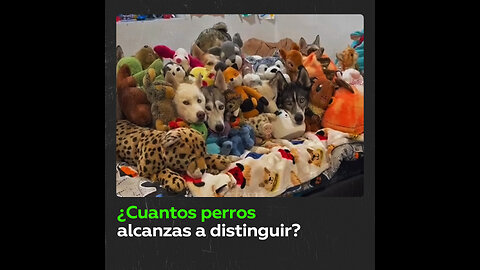 Familia de perros se camufla entre peluches