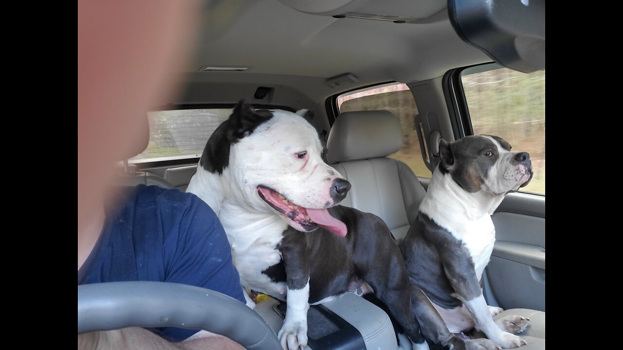 These new born puppies are big now 12 weeks and ukc paperwork in hand ,they are ready to go