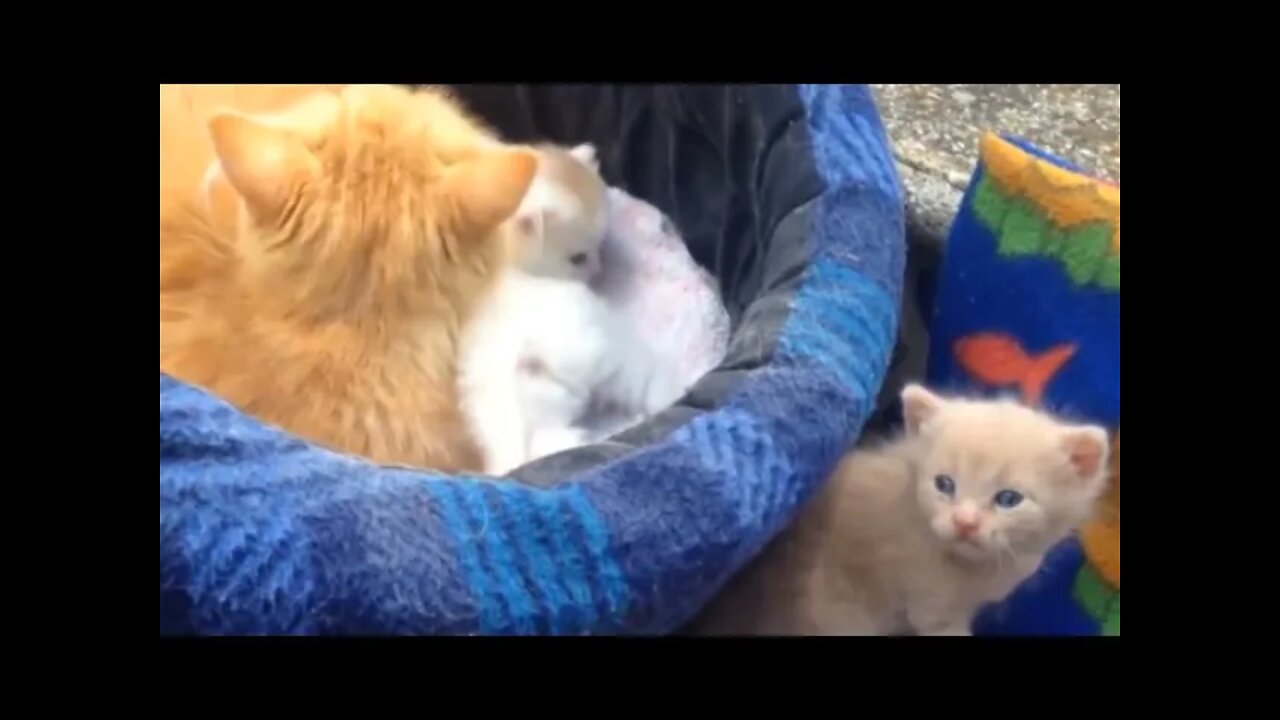 Cute Kittens enjoy with Mommy #Cat #Kittens #Kittenmeoing #KittensPlaying #KittenVideos