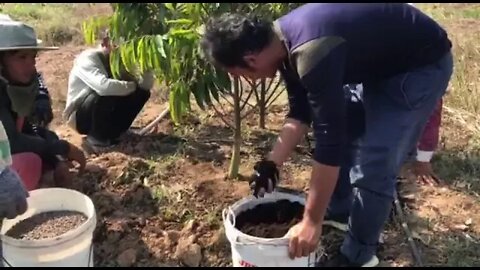 របៀបដាក់ ដីបណ្ដុះកូនឈើ (Potting soil)