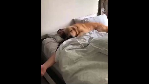#MorningCuddle #Viral