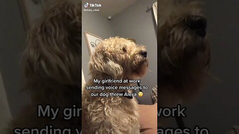 My Girl Sends Voice Messages To My Dog tiktok nicky niick