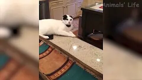 Funny and Cute Cats life Cats and owners are bestfriends