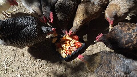 Chickens attack veggie fruit cheese appetizer and other treats.