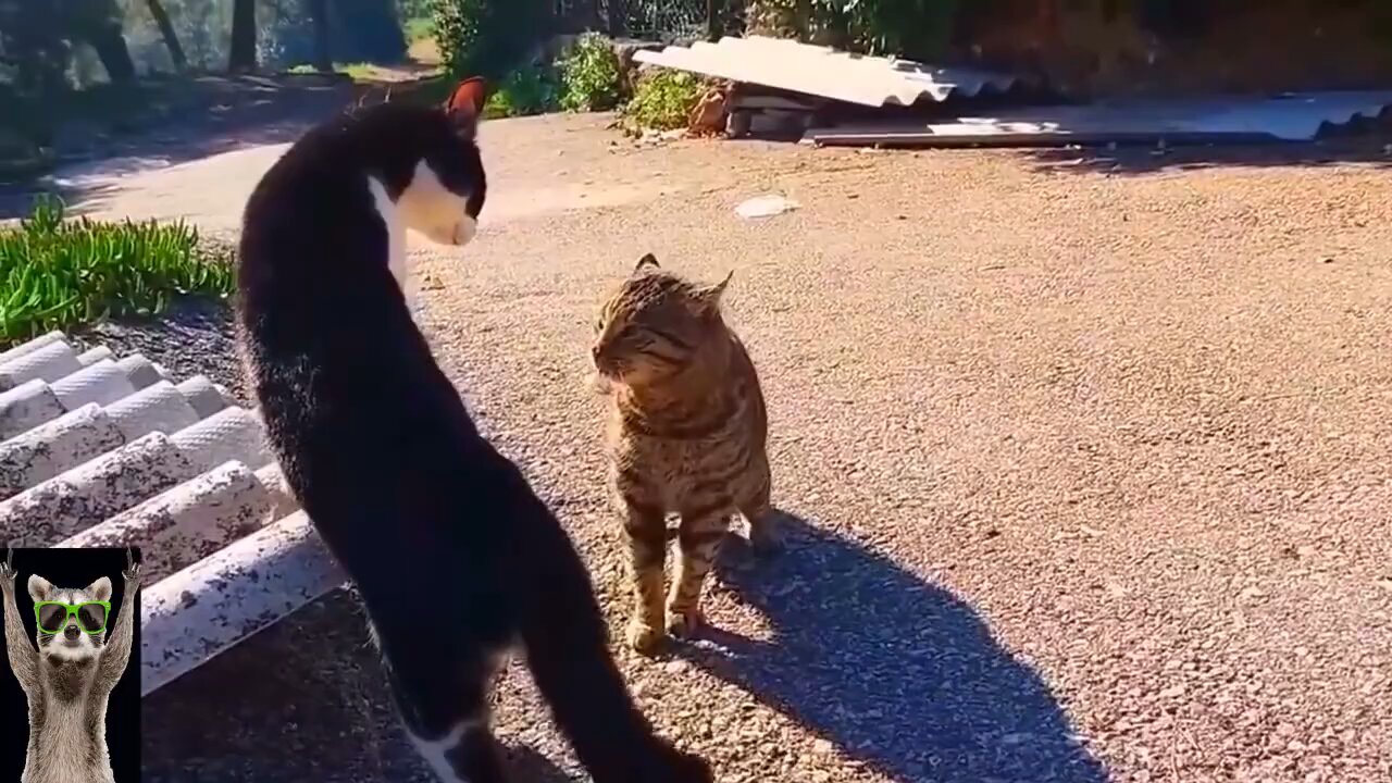New Funny Animals Video 2023 - Funniest Cats and Dogs Videos - New Funny Video Of Cat