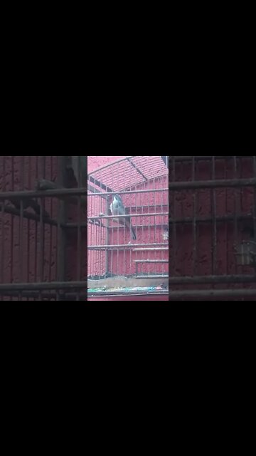 trinca ferro do Capixaba esquento em um dia