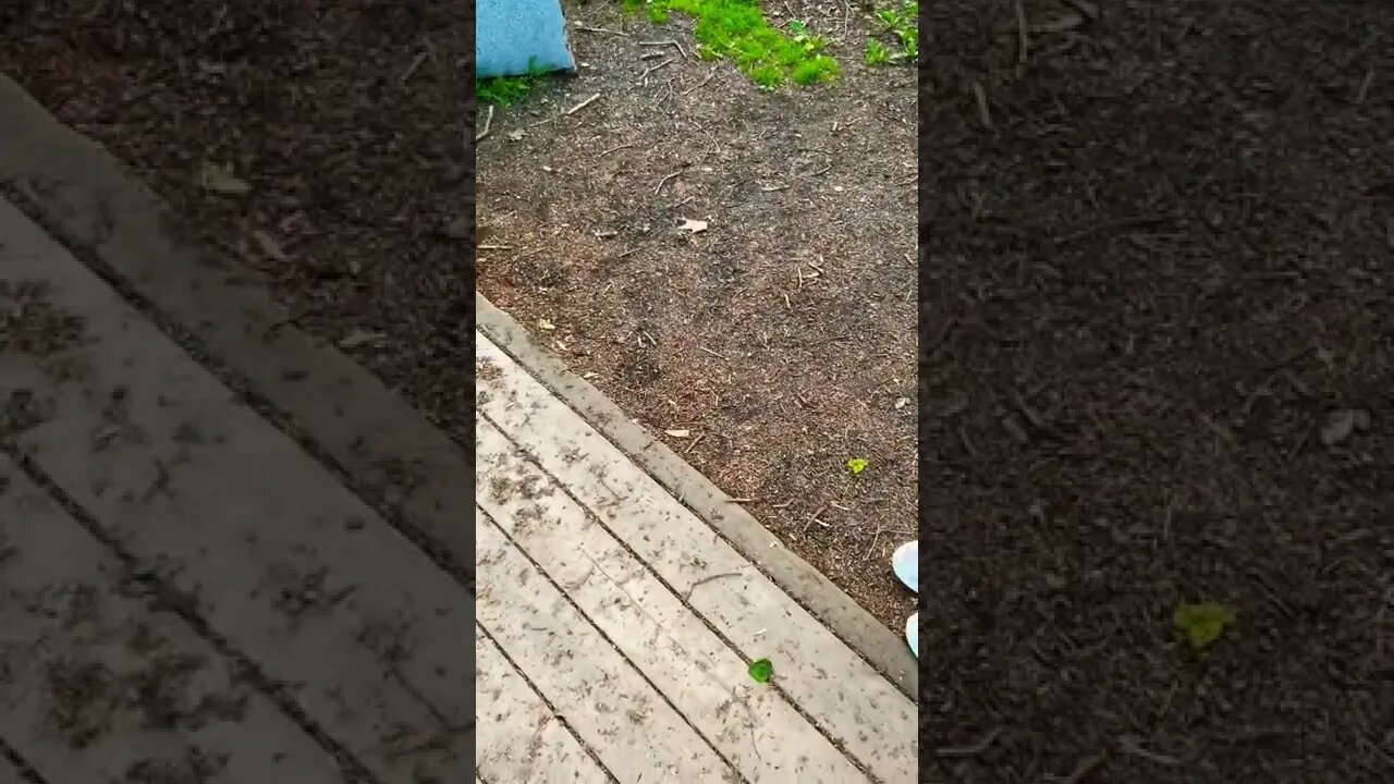 Little baby squirrel