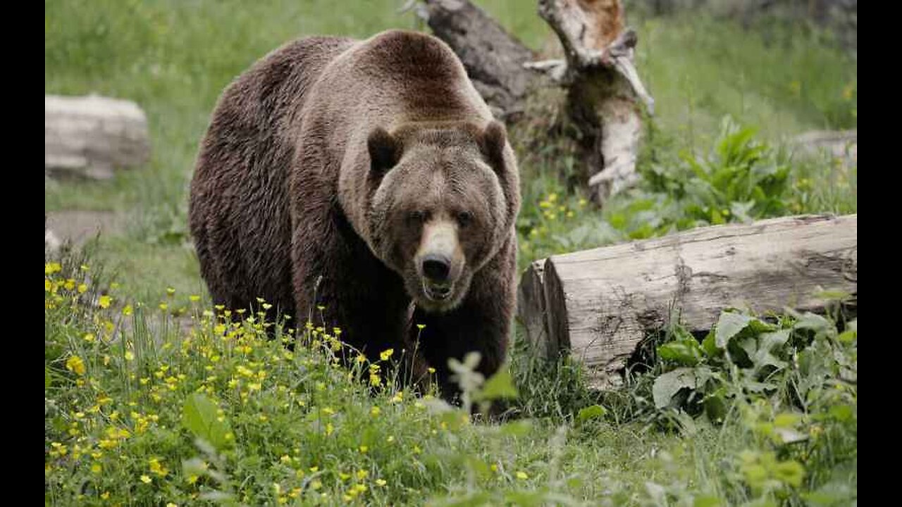 Ursine Encounters Increasing - Can We Bear It