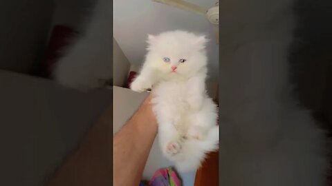 😍Beautiful Cat 😍 [Cute Cat🐱 ] #shorts #youtubeshorts #beautiful #cat #catshorts #catlover #kittycat