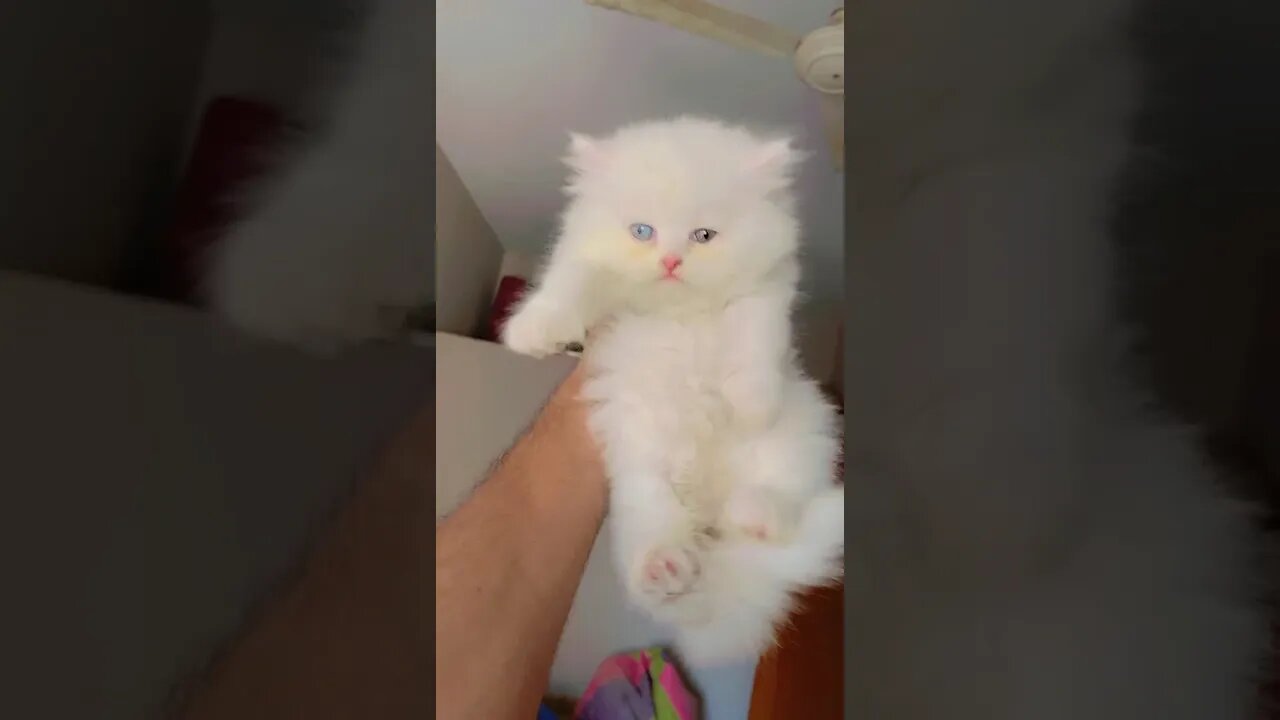 😍Beautiful Cat 😍 [Cute Cat🐱 ] #shorts #youtubeshorts #beautiful #cat #catshorts #catlover #kittycat