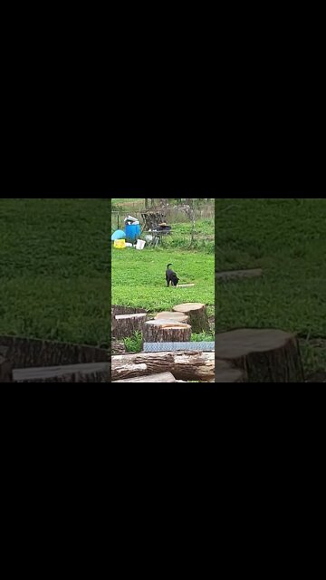 I Gave Gizmo a Little Stick