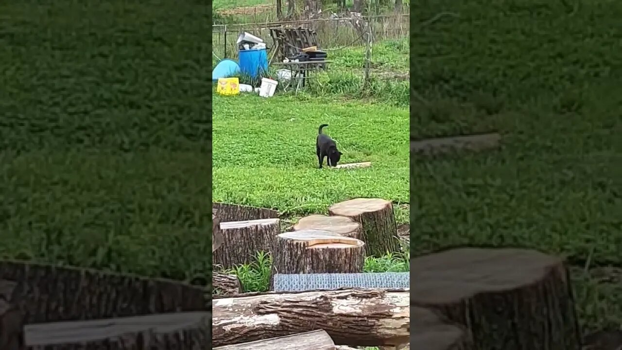 I Gave Gizmo a Little Stick