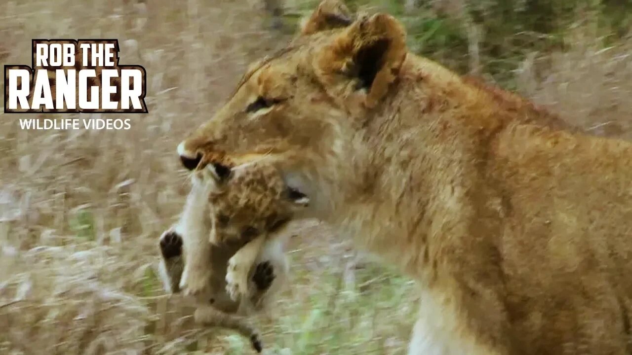 Lioness Moving Her Tiny Cubs | Archive Lion Footage