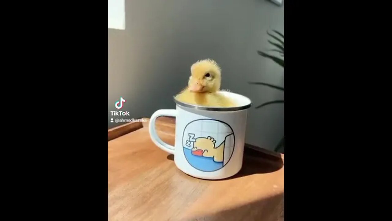 #duck #memes #fyp #fypシ #funny #tiktok