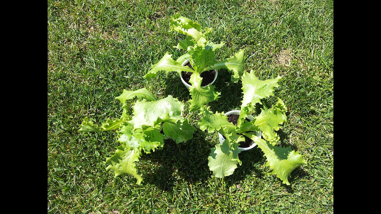 Planting Iceberg lettuce in containers 4/11/23