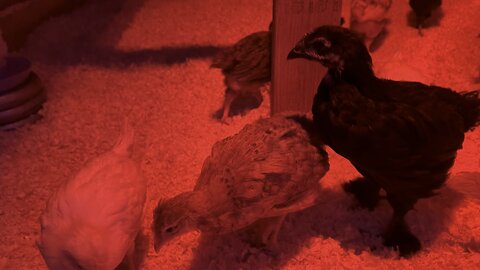 Chicks are in the coop