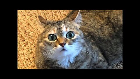 Funny animals - Funny cats dogs - Funny animal videos