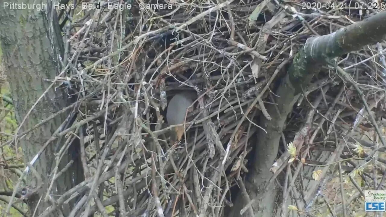 Hays Eagles Mom and Dad not liking squirrel party 2020 04 21 718am