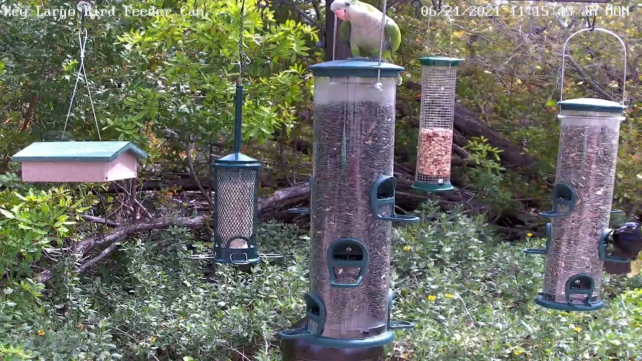 Juvenile quaker parrot exploring feeders