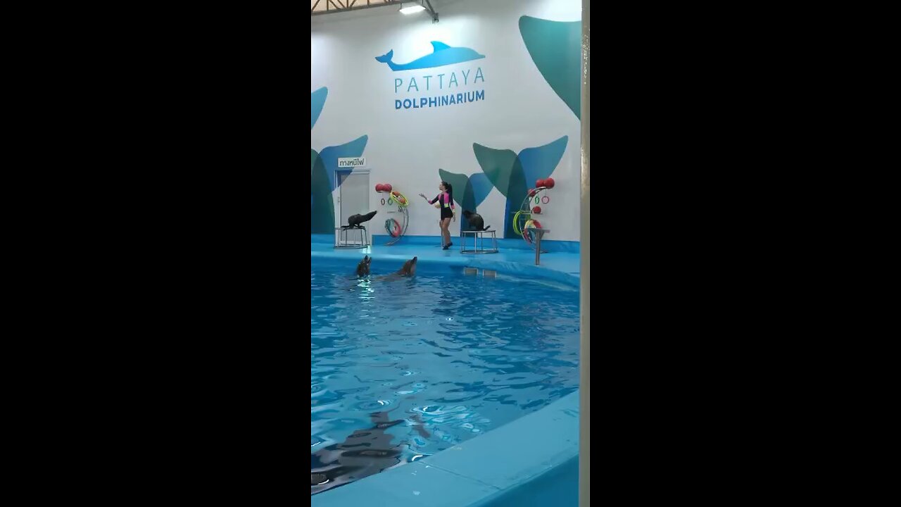 Dolphin show in pataya Thailand