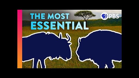 The Surprising Species That Everything Else Depends On | IN OUR NATURE