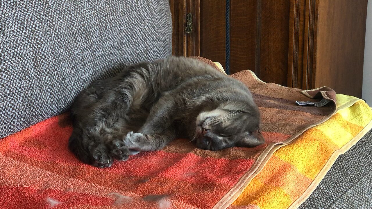 Blind Cat Dreaming.