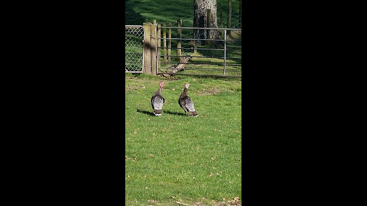 Wild Turkeys Wandering in the Backyard